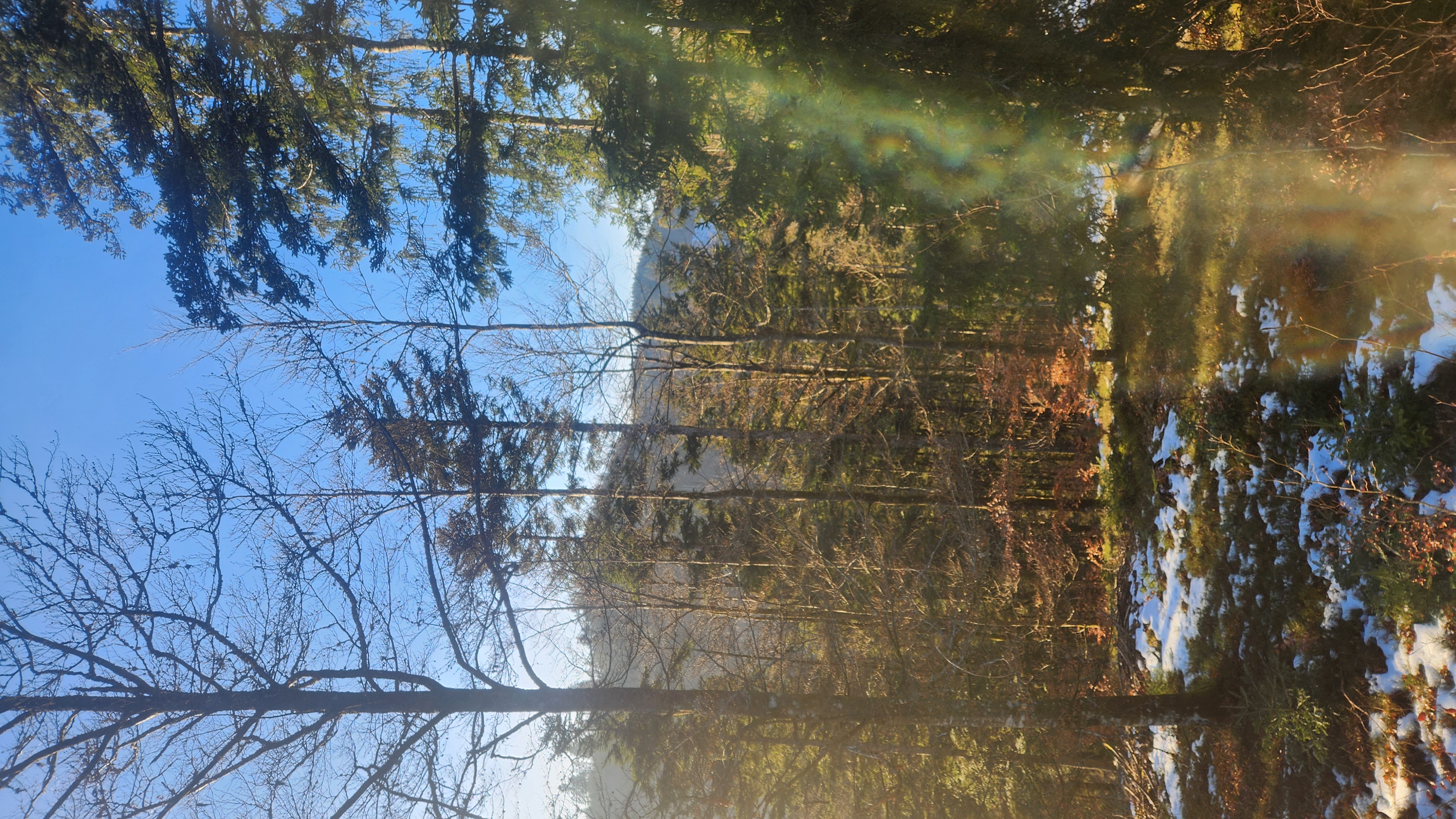 Sunlight through the Black Forest trees in Germany