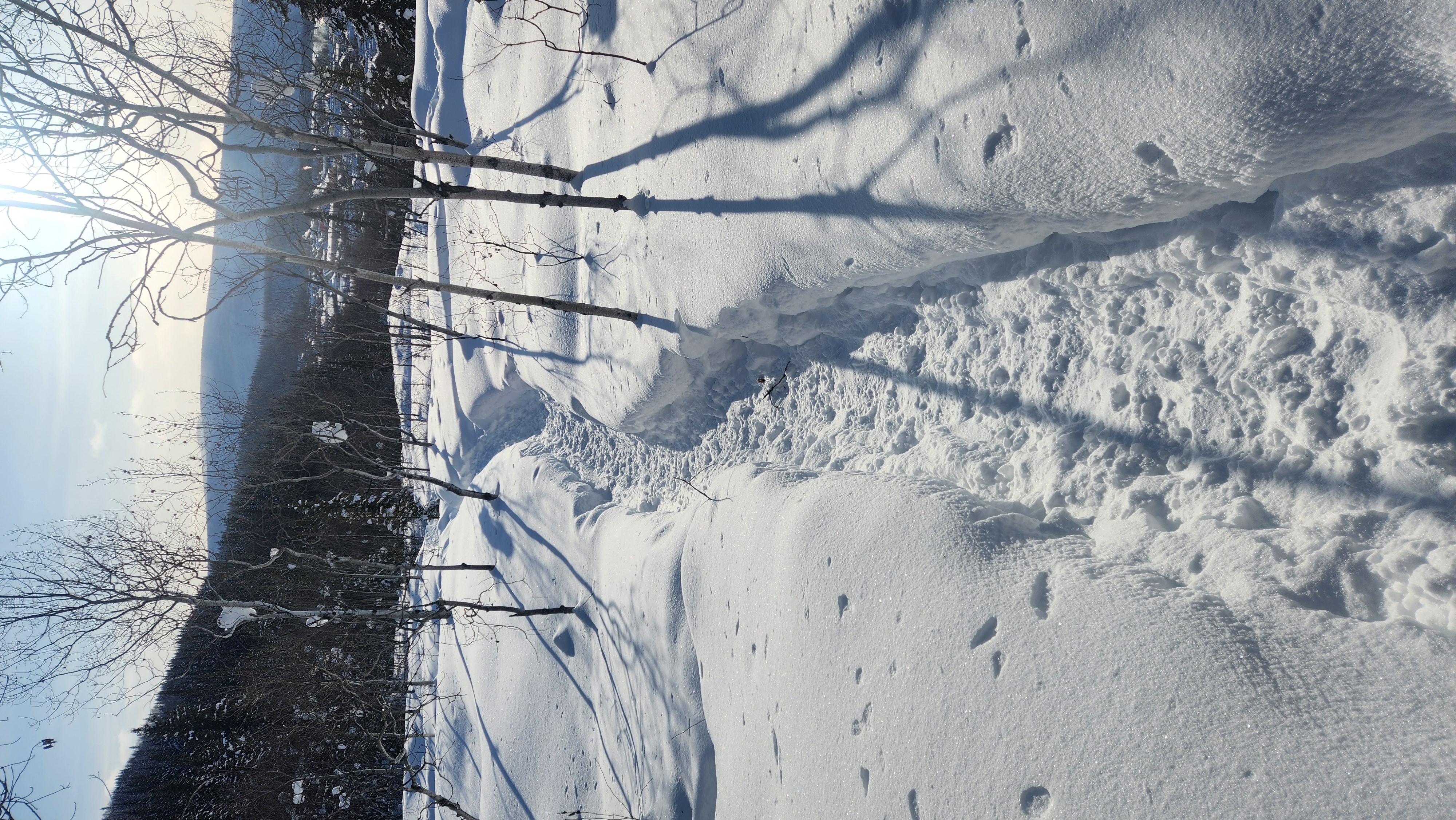 Snowy forest path — the walks that changed how I think